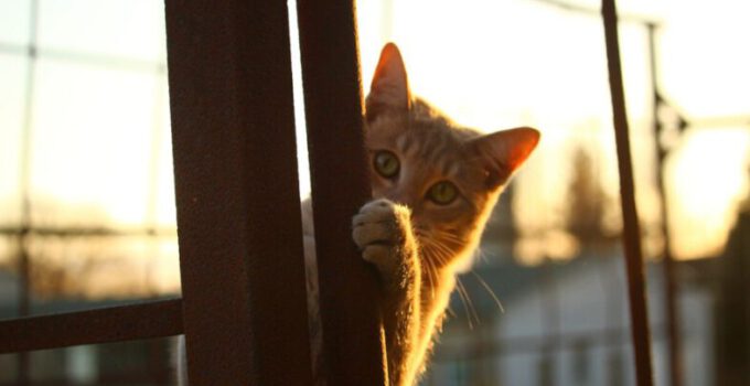 10 kattengedragingen die kunnen wijzen op een zieke kat