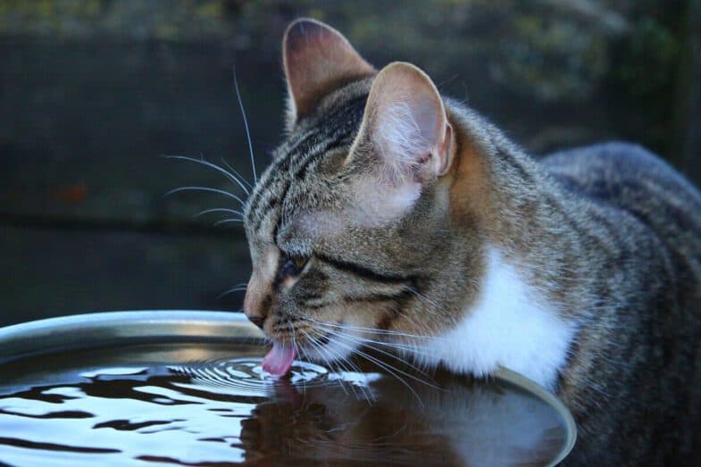 kat drinkt water