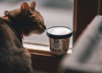 Mogen katten havermout eten? Is havermout veilig voor katten?