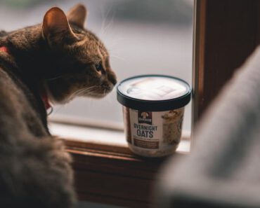 Mogen katten havermout eten? Is havermout veilig voor katten?