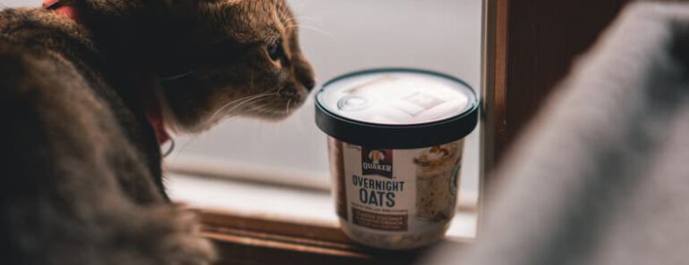Mogen katten havermout eten? Is havermout veilig voor katten?