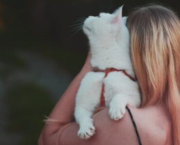 6 manieren om een band met je kat te krijgen