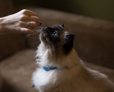 6 Dingen die je qua kattenvoer waarschijnlijk fout doet