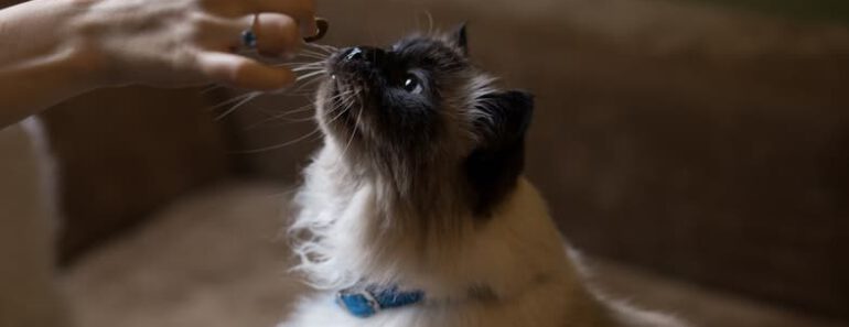 6 Dingen die je qua kattenvoer waarschijnlijk fout doet
