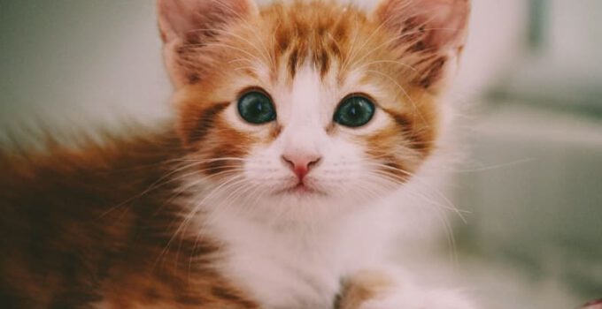 Wat heb je nodig voor je eerste kitten?