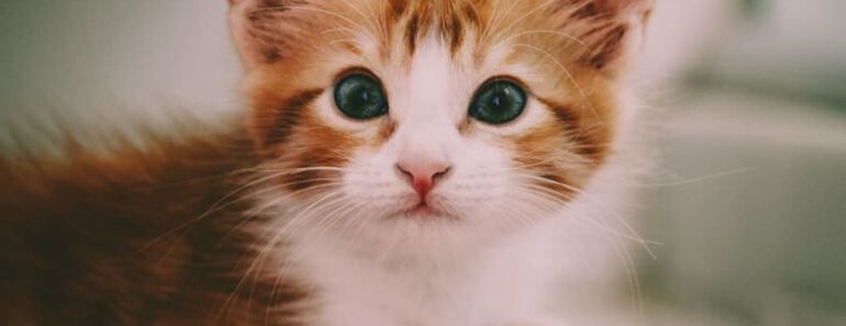 Wat heb je nodig voor je eerste kitten?
