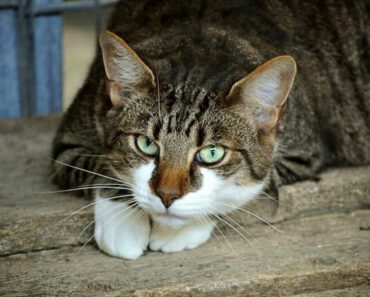 10 veelvoorkomende huishoudelijke gevaren voor katten