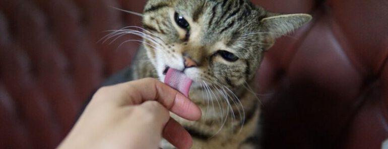 8 manieren om je kat te waarderen