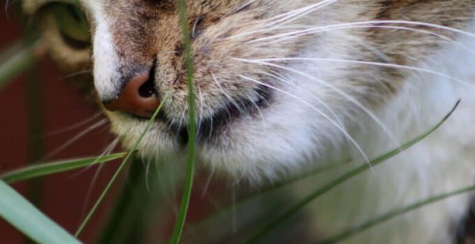 Waarom eten katten gras? Is het gezond of schadelijk als mijn kat gras eet?
