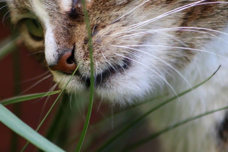 Waarom eten katten gras? Is het gezond of schadelijk als mijn kat gras eet? Katmundo