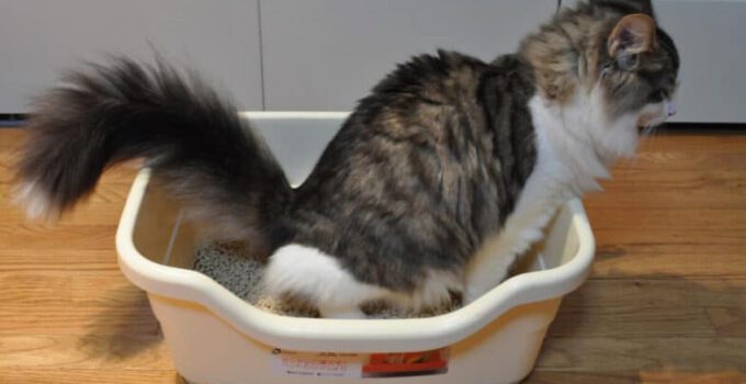 6 eenvoudige tips voor het opruimen van kattenpoep