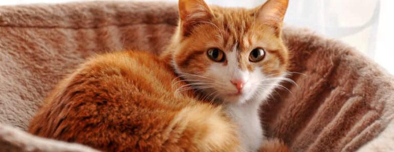15 Tekenen dat je kat gelukkig is