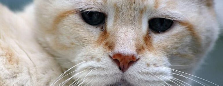 5 mythes over oudere katten ontkracht