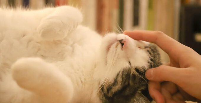 10 handige manieren om je kat te kalmeren