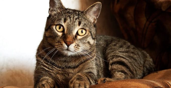11 manieren om je kat te helpen een langer leven te leiden