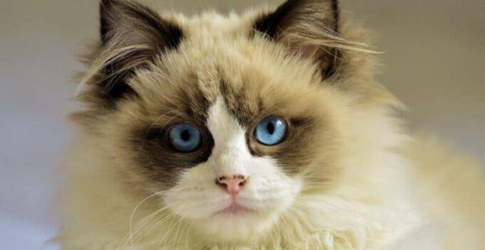 7 tips voor het behandelen van ooginfecties bij katten