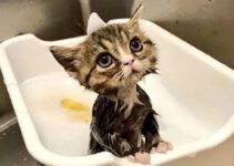 4 tips voor het wassen van een kitten