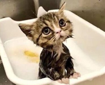 4 tips voor het wassen van een kitten