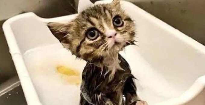 kitten in bad