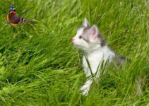 Is het veilig voor katten om insecten te eten? (Bijen, wespen, mieren, vliegen, motten)