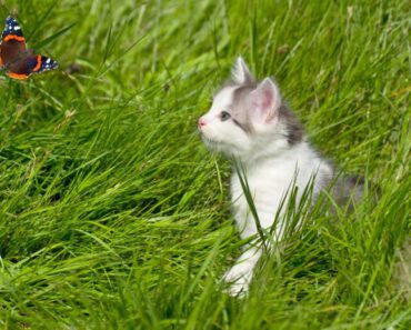 Is het veilig voor katten om insecten te eten? (Bijen, wespen, mieren, vliegen, motten)