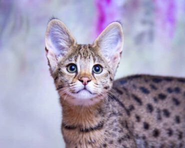 Zijn Savannah katten gevaarlijke huisdieren?