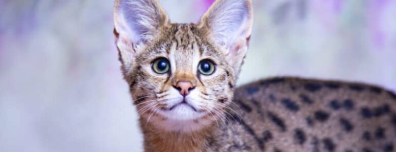 Zijn Savannah katten gevaarlijke huisdieren?