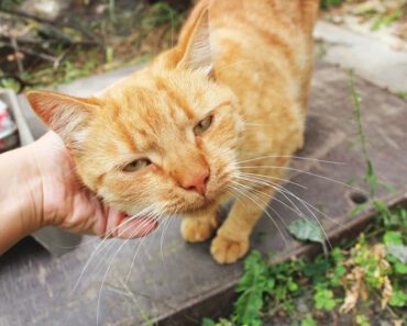 Kan een kat dement worden? Dementie bij katten