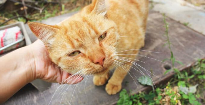 Kan een kat dement worden? Dementie bij katten