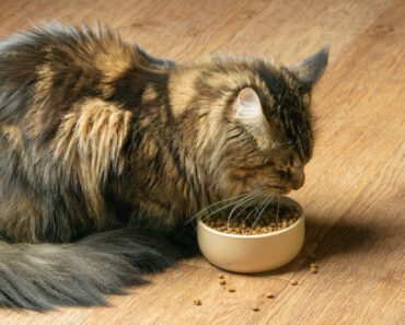 Waarom is het voor katten moeilijk om koolhydraten te verteren?