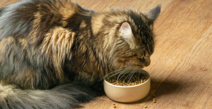 Waarom is het voor katten moeilijk om koolhydraten te verteren?