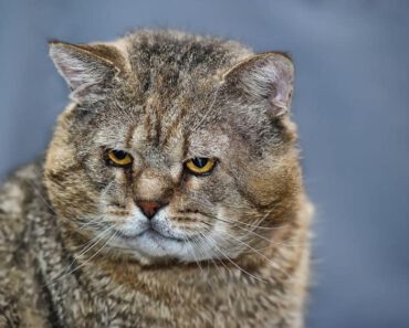 Hoe een oudere kat in gewicht laten aankomen?