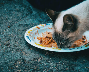 Is pasta slecht voor katten? (Bruin, wit, gedroogd en pastasaus)