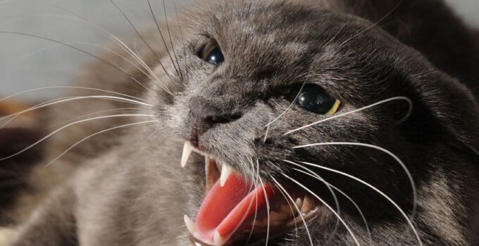 5 tips voor het kalmeren van een boze kat