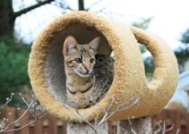 Zijn Savannah katten goede huisdieren?