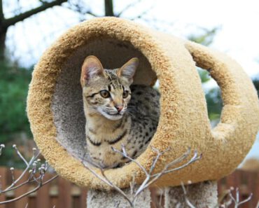 Zijn Savannah katten goede huisdieren?