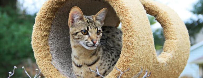 Zijn Savannah katten goede huisdieren?