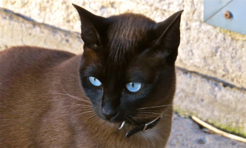ojos azules kat