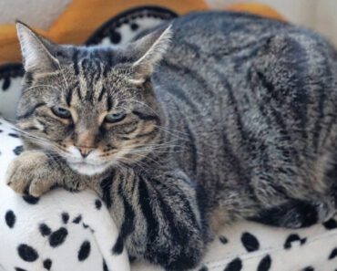 Welke vitamines zijn essentieel voor katten?