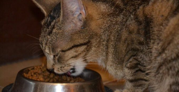 kat eet voer voerbak
