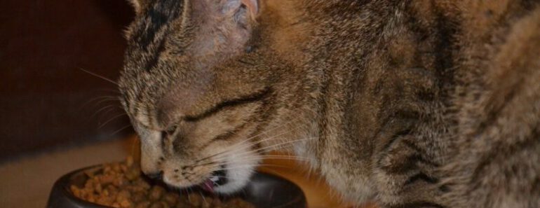 Hoe je kunt voorkomen dat je kat te snel eet