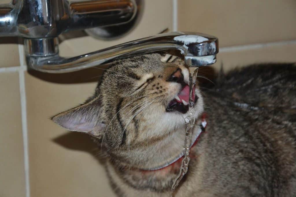 kat drinkt water