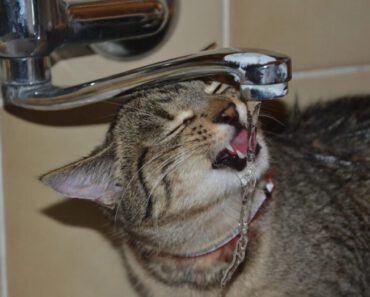 Waarom heeft mijn kat altijd dorst?