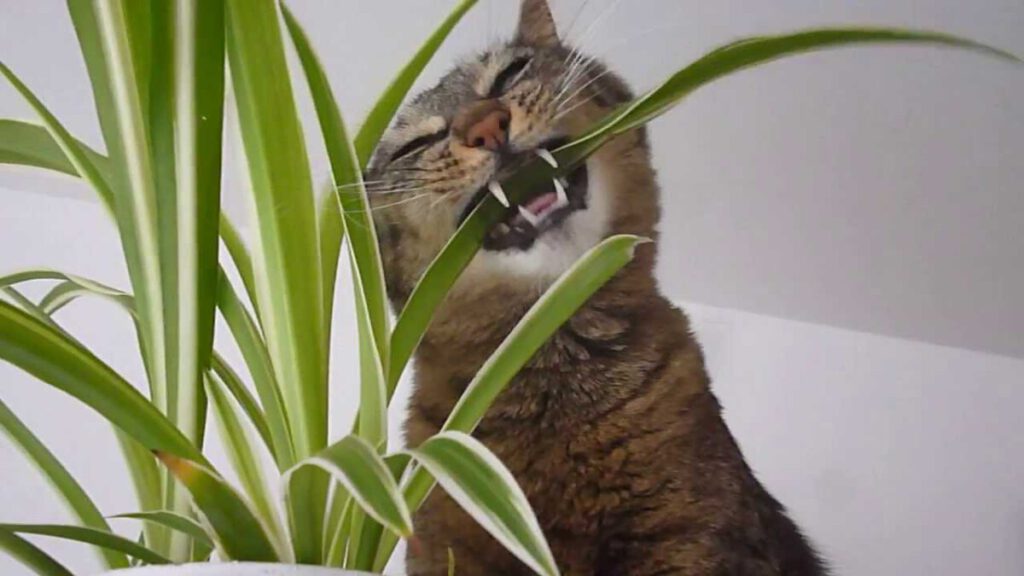 kat eet plant gras