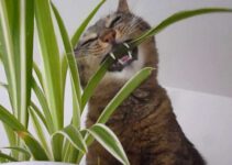 Waarom eten katten gras en planten?