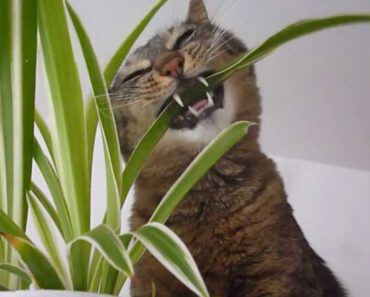 Waarom eten katten gras en planten?