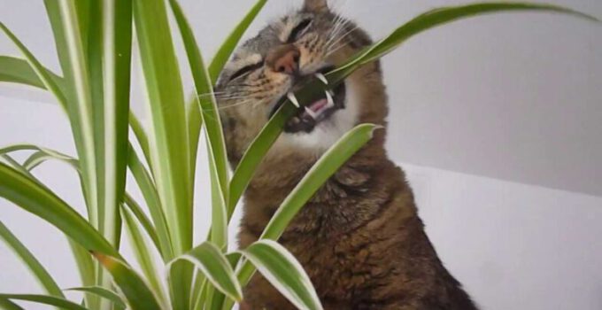 kat eet plant gras