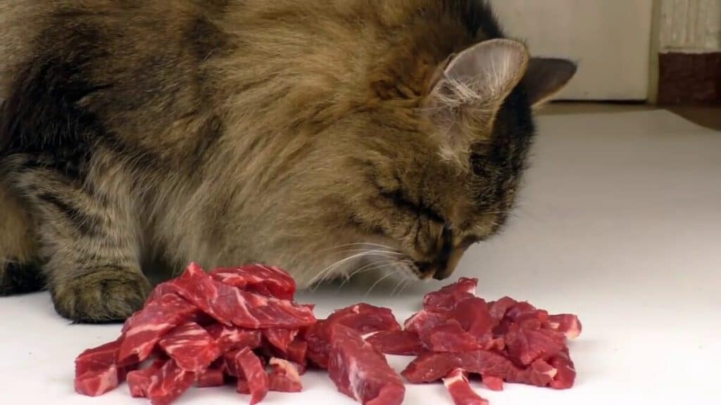 veronderstellen Negen Leidingen Wat is de meest gemakkelijk verteerbare proteïne voor katten? - Katmundo