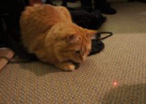 Waarom zijn katten gek op laserlampjes?