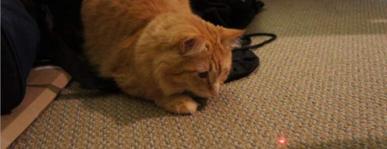 Waarom zijn katten gek op laserlampjes?